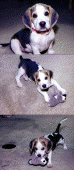 NY indoor beagle
