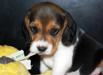 beagle puppies for sale in NC