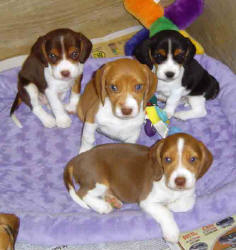 beagle puppies - Chocolates, Oranges, and Tricolor rare color beagle puppies sunshinebeaglepups.com