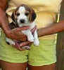 beagle puppy pictures