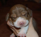 newborn beagle puppy in NC chocolate beagle puppy  sunshinebeaglepups.com