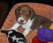 chocolate beagle puppy  sunshinebeaglepups.com