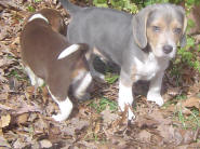 silver beagle