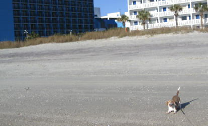 small active khaki beagle Grace plays on beach