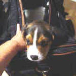 pocket beagle puppies