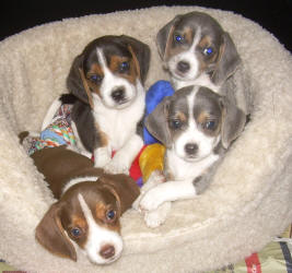 miniature small beagle puppies in NC  sunshinebeaglepups.com