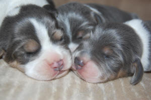  sunshinebeaglepups.com Silver Newborn Beagle puppies