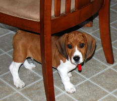 orange beagle puppy in NC   sunshinebeaglepups.com