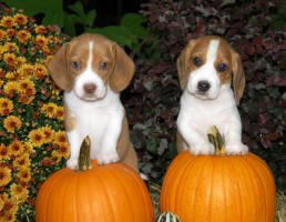 Autumn Orange Beagles and pumpkins