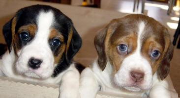 cute and small tricolor beagle and Chocolate Beagle Puppies in NC, 