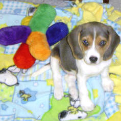 cute and small silve beagle puppy