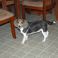 silver beagle  sunshinebeaglepups.com