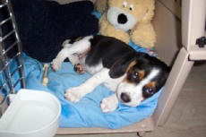 beagle puppies for sale in nc
