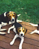 tricolor beagles  sunshinebeaglepups.com