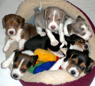 rare color cute and small beagle puppies- litter sunshinebeaglepups.com