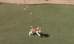 golfing beagle