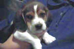 beagle puppys for sale