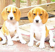 red beagles